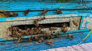 Beehive Entrance #7. Just Bees 🐝 No BS, just bees ambient ASMR🌿🍯🧸