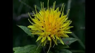 Angiosperm plants|||part 13|||Asteraceae family plants|||