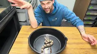 Helping a bitey baby boa put on it's thinking head:  this one is for my REAL School People
