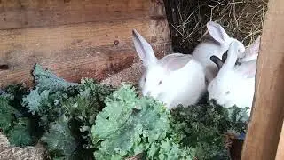 Кролики и капуста