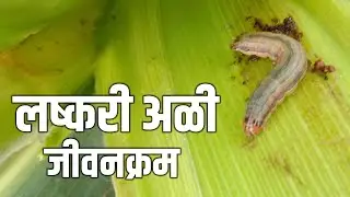 लष्करी अळी जीवनक्रम #लष्करीअळी #शेती #agriculture #सोयाबीन #कापूस #तूर #मक्का