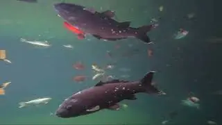 Underwater Red Fish in Athens National Garden Pond | Relaxing Nature Video (January 2026) part#2