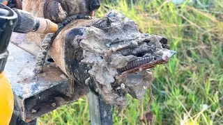 Cow Hoof Transformation! Rusty Nail Removed and Hoof Fully Healed / Cleaning TV
