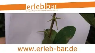 Obstgeh&ouml;lze erkennen und bestimmen &ndash; Berberitze