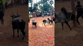 💥💥💥🔥🔥🔥 | @sathish33 #shorts #shortsfeed #shortvideo