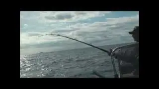 Bottom Trolling. LIVE BAITING Epinephelus Costae