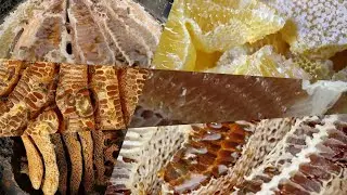 🔥Best Harvesting Honey bees😋 /KEVIZO/ at Home June 5, 2021| Akonusoh.