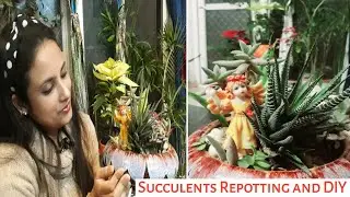 Easy and Beautiful Succulent Fairy Garden / Succulent Plants Repotting / DIY