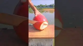 Amazing red coconut cutting #redcoconut #coconut #cuttingskills