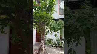 Checkin Forest Tag Homestay - Huế c&ugrave;ng Đi Đ&acirc;u Đ&oacute; nh&eacute;!