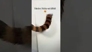 Tabby Cat Moving Cosplay Tail by The Tail Company