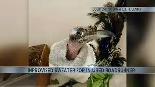 Tucson Wildlife Center cares for injured roadrunner
