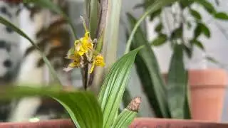 Molineria Flower