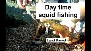 How to CATCH SQUID, land based fishing.