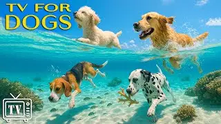 Happy Home Alone Dogs: All-Day Dog TV with Anti-Anxiety Music For Dog & Video to Calm and Engage Dog