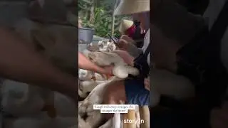 Duck attack #shorts #funny