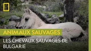 Les magnifiques Koniks des montagnes bulgares