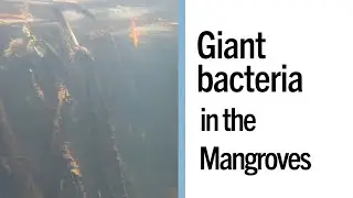 Giant Bacteria in the Mangroves