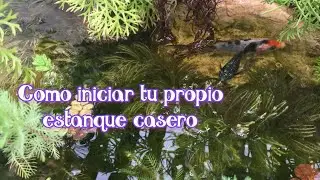 Como iniciar tu estanque casero
