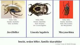 Insekt, orden biller, familie skarabider mecynorhina heterorrhina atlas insect rhinoceros hirta