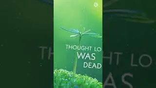 zalima x stereo heary remix WhatsApp status full screen. hd