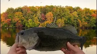 The Fall Transition Is Here! Fall Fishing For Hungry Bass!