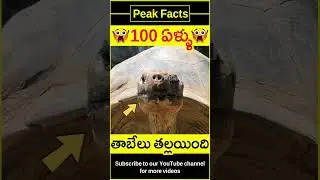 😯100 ఏళ్లకు తల్లయింది😯 100 year old turtle #factsintelugu #amazingfacts #peakfacts #shorts