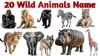 Learn Wild Animals for Children | Lion, Tiger, Elephant & More | Educational Video