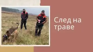 След на траве. Спортивная дрессировка собак. IGP training.