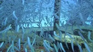 Underwater Photography Cozumel by Ocean Nomads Underwater Photography School