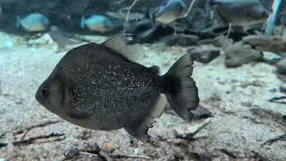 100,000 liters Piranha tank with many species