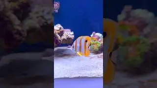 New copperband butterfly #aquarium #reefkeeper #fish #reeftank #marineaquarium #marineaquarium