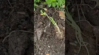 Planting WILTED Sunflower Seedlings. Cold weather damage. #howto #shorts #gardening