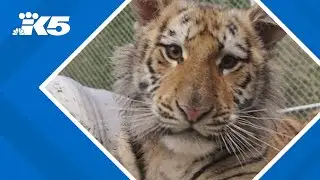 Shelton animal sanctuary says 20 large cats are dead from avian flu outbreak