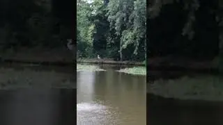 Rare heron bird on the pond 5.7.24