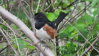 Eastern Towhee singing #rare  #wild #birdsounds #nature #birdspecies #seniorliving #birdsound