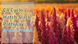 C4 Pathway | Photosynthesis Simplified for Students l CSIR NET l NEET Biology 