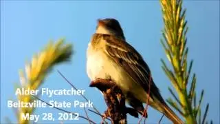 Alder Flycatcher - Beltzville State Park - Carbon County, PA