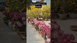 My Terrace Flower Garden | Flower Garden Overview | Flower Garden in Rooftop #flowergarden #flowers