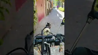 BIKEJORING COUCH - HUSKY ENEMIGO🇲🇽🐺 #bikejoring #husky #huskylife