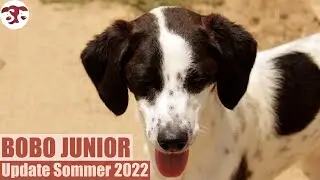 Bobo Junior - Update Sommer 2022