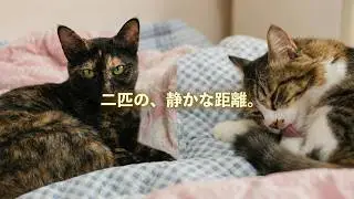 【保護猫】サビ猫｜先住猫と喧嘩になっちゃった..遠慮がちな距離🥺静かな時間（5分動画）
