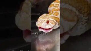 WESTERN HOGNOSE HONK YOUUU