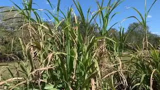 Sugarcane Flower Spike