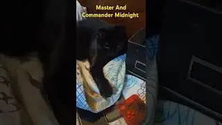 #cat #cats #witchescat #knob
