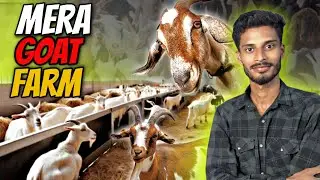 My Goat Farm 🐐 | New Business Start | Full Process || Ziya Vlogs