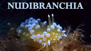 Nudibranchia - 100 described species Nudibranchs & Sea Slugs
