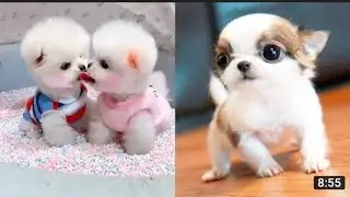 Baby Dogs - Cute and Funny Dog Videos Compilation #1 | Aww Animals