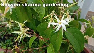 #short how honey bee pollinate flowers.