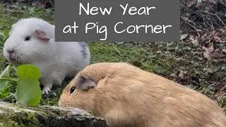 Guinea Pigs | New Year at Pig Corner